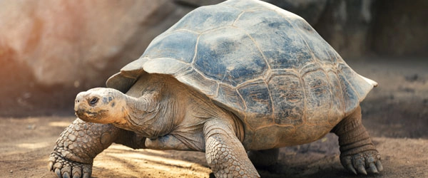 Galápagos tortoise