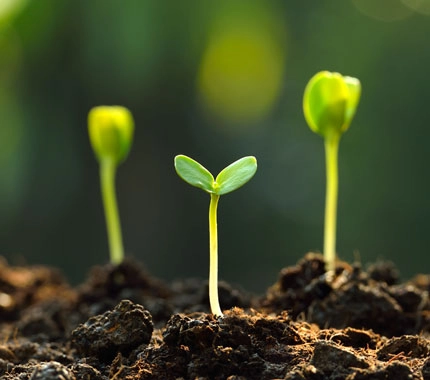 seedlings emerging from the soil