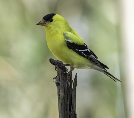 bird perched on a branch