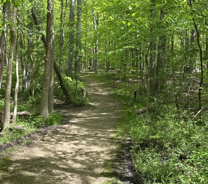 walking path in the woods